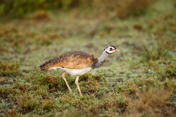 White-bellied bustard