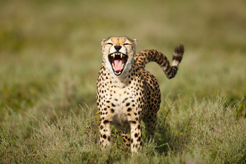 Yawning Cheetah