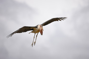 Marabou Stork