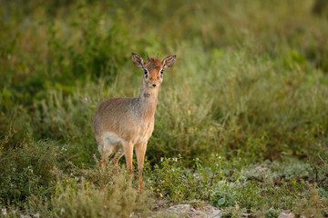 Kirk's Dik-Dik