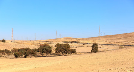 Evergreen trees and electrical masts in Negev desert