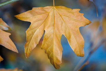 Fototapeta na wymiar Dry autumn leaf