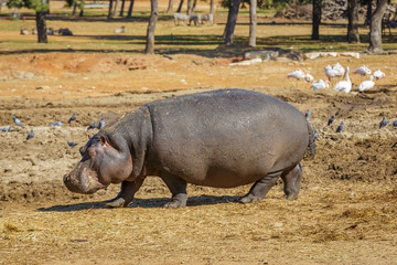 Hippopotamus is walking