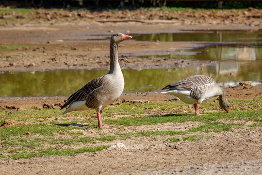 Two gray wild goose