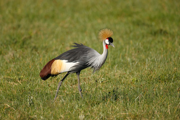 Crowned Crane