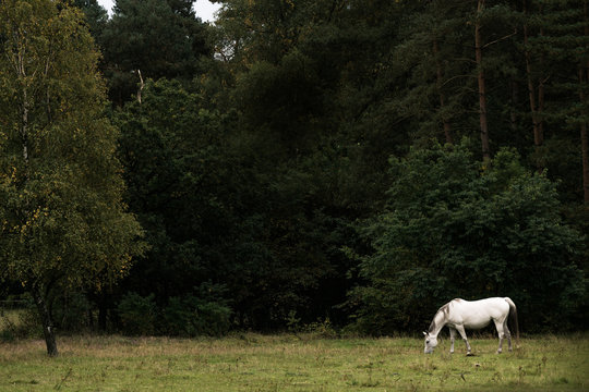 Sennerwildpferde im Teutoburger Wald