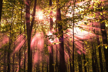 sun beams shine through the trees in autumn