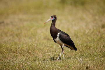 Abdim's Stork