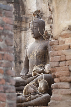 Monkey family sitting playing on ancient damaged Buddha statue, Candid animal wildlife, group of mammal on historical travel destination in Asia, home decoration wallpaper