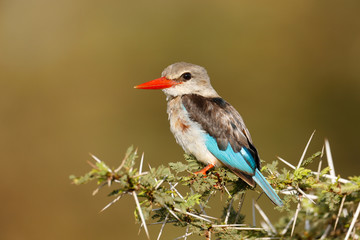 Grey-headed Kingfisher