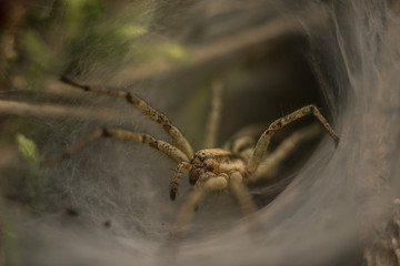 Spider (Macro)