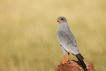Dark Chanting Goshawk