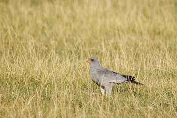 Dark Chanting Goshawk