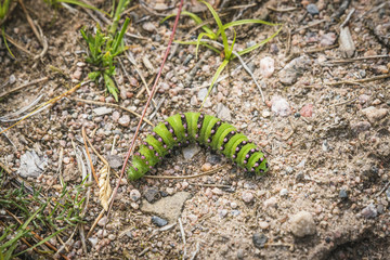 Small Emperor Moth caterpillar in neon green colors