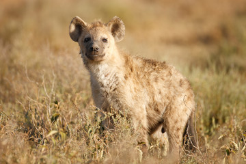 Spotted Hyena