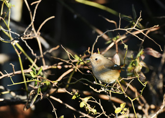 ジョウビタキの雌