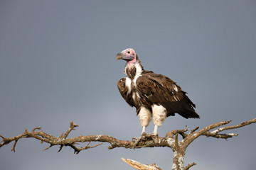 Lappet-faced Vulture