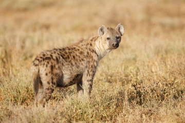 Spotted Hyena