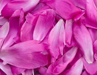 peony petals pile