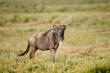 Wildebeest