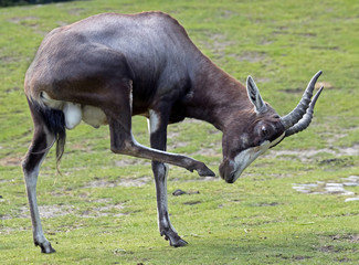 Blesbok. Latin name - Damaliskus dorcas phillipsi