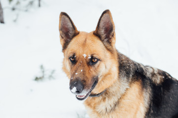 Beautiful pure bred german shepherd female dog on walk or rescue operation in winter forest covered in snow. Amazing travel inspiration adventure freedom lifestyle in great outdoors