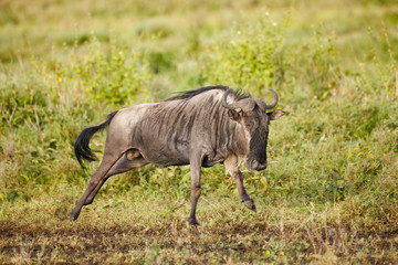 Wildebeest