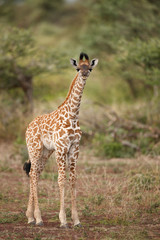 Naklejka na ściany i meble Newborn Giraffe