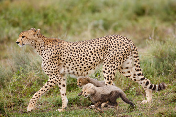 Fototapeta na wymiar Cheetah with Cubs
