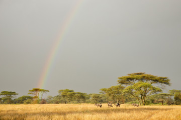 Wildebeest and Rainbow