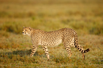 Cheetah