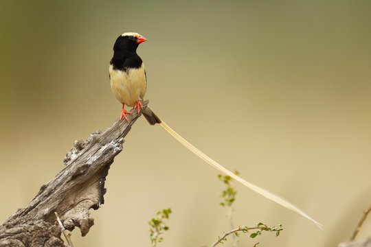 Straw-tailed Whydah