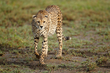 Cheetah