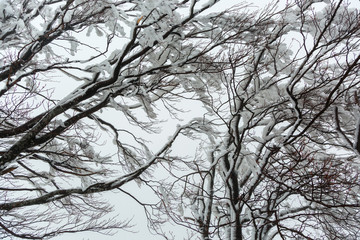 Fototapeta na wymiar Branches of a snow-covered, icy tree.