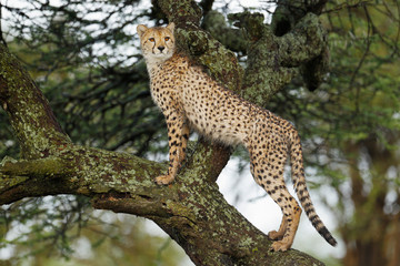 Cheetah in a Tree