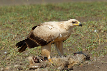 Tawny Eagle