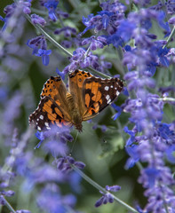 Monarch Butterfly on Purple Sage