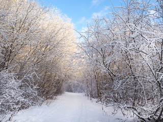 Winter Sunny forest.
