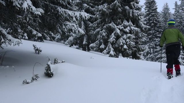 Adventurer in snowshoes walks through deep snow, through a mountain glade to huge fir trees, during a heavy snowfall. Enjoying life in a wild nature. Slow motion, back view.