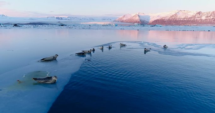 phoques sur la banquise