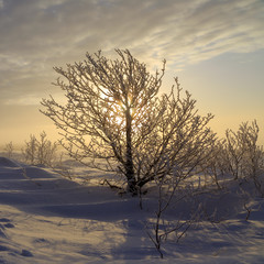 Sunshine through a small tree in the witer landscape.