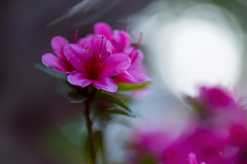 Fototapeta na wymiar Pink azalea or rhododendron in garden sun lighting. Season of flowering azaleas. Close up.