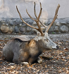 Obraz premium Pere David`s deer male. Latin name - Elaphurus davidianus