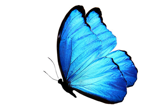 синяя бабочка изолированная на белом фоне