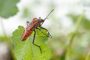 Close-up of red and black seed bug (Spilostethus pandurus) over a small green leaf, on white background