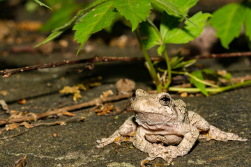 Northern Gray Tree Frog