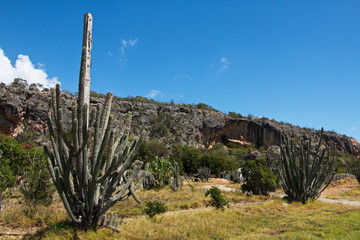 Cactus plants near Baracoa in Cuba
