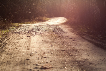 Forest road with rays of the sun