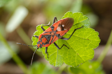 Beautiful red insect over a green small leaf at garden weed. Close-up of seed bug Spilostethus pandurus