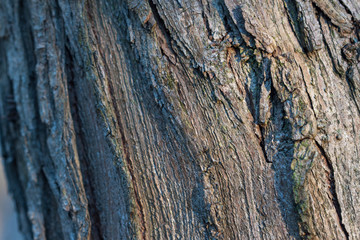 Closeup of the tree bark